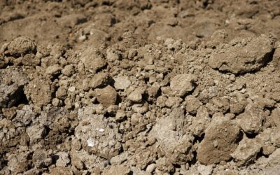 Czy musisz wymienić grunt na swojej działce? Konkretny poradnik.